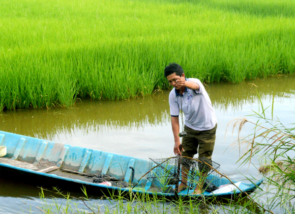 Lúa - tôm, sản phẩm đặc hữu ven biển ĐBSCL